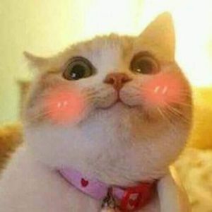 Meet your Posher, Maxii